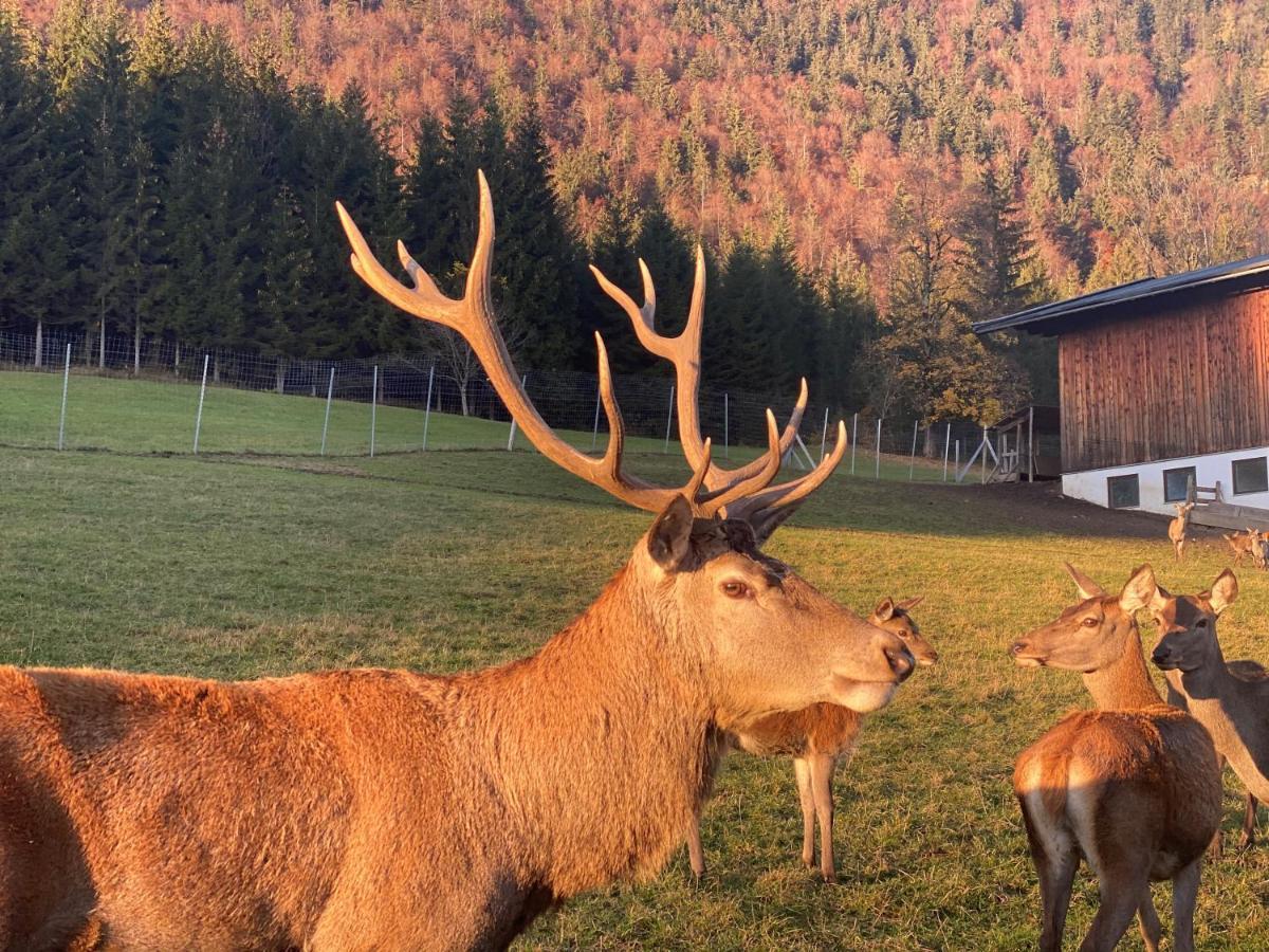 Hotel Berghof Haselsberger Sankt Johann in Tirol Exteriér fotografie