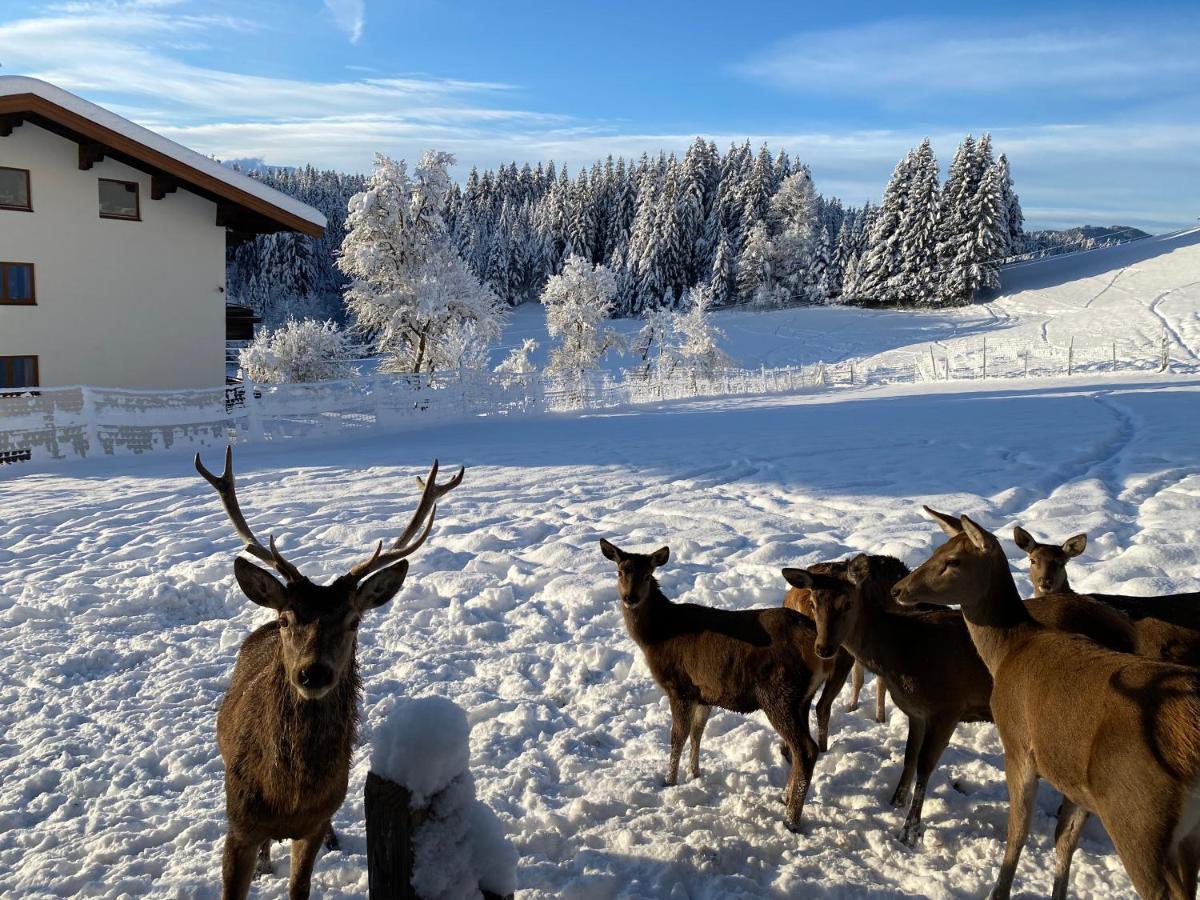 Hotel Berghof Haselsberger Sankt Johann in Tirol Exteriér fotografie