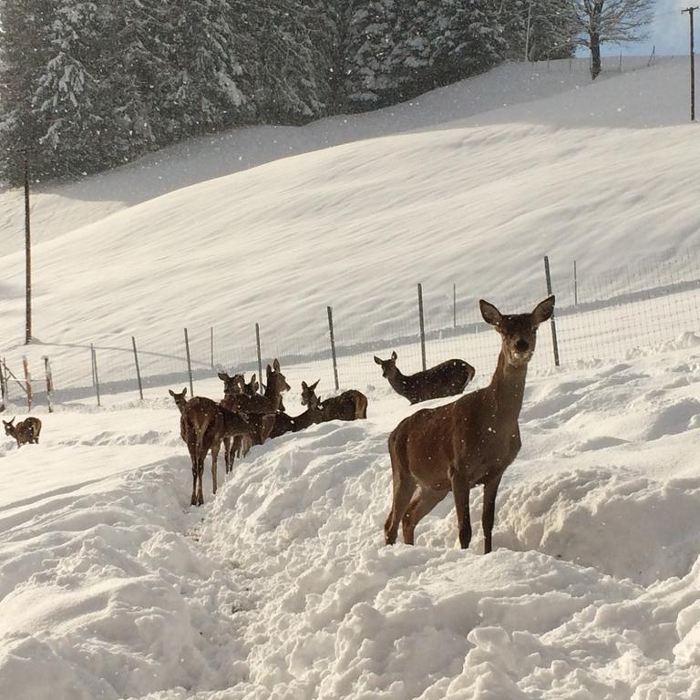 Hotel Berghof Haselsberger Sankt Johann in Tirol Exteriér fotografie