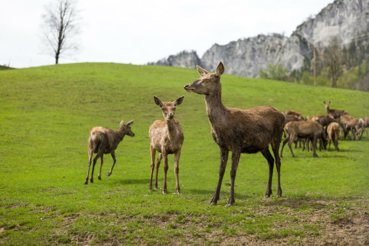 Hotel Berghof Haselsberger Sankt Johann in Tirol Exteriér fotografie